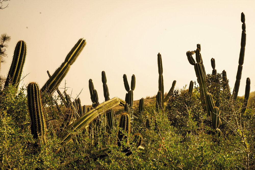 Los cactus de candelabros son parte de la flora típica del proyecto de un parque lineal.