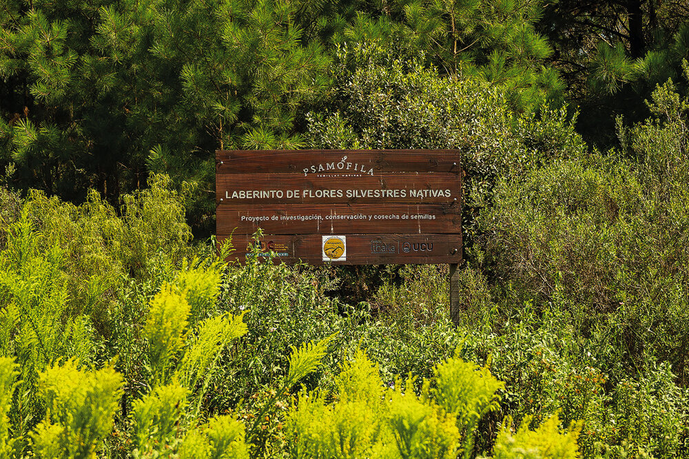 El laberinto de flores nativas de Psamófila, ubicado en el Polo Educativo Tecnológico Arrayanes (UTU), se puede visitar. Foto: Adrián Echeverriaga