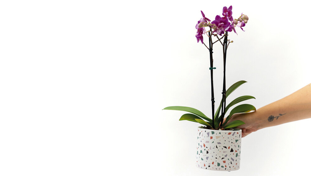 Orquídea mini sin maceta $ 1.100