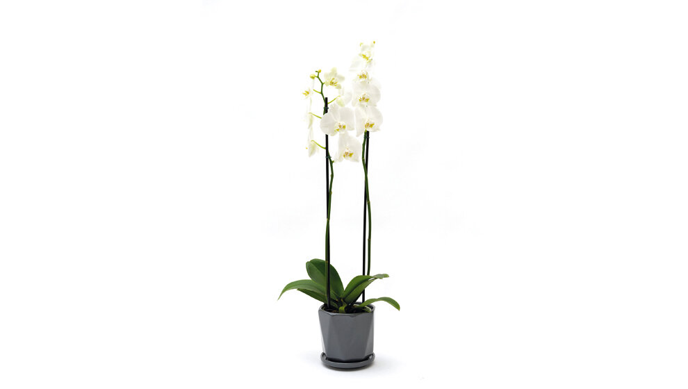 Orquídea phalaenopsis con maceta $ 1.950