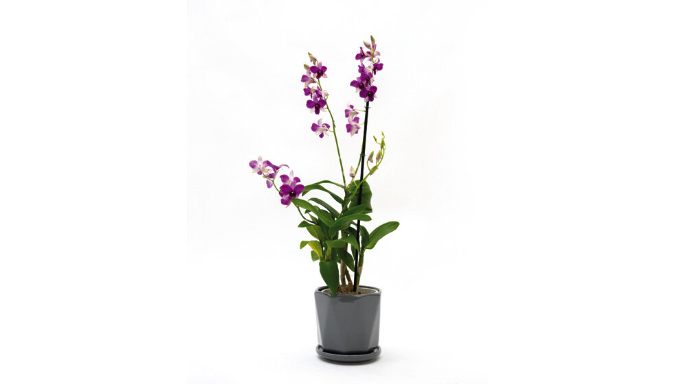 Orquídea denphal sin maceta $ 800