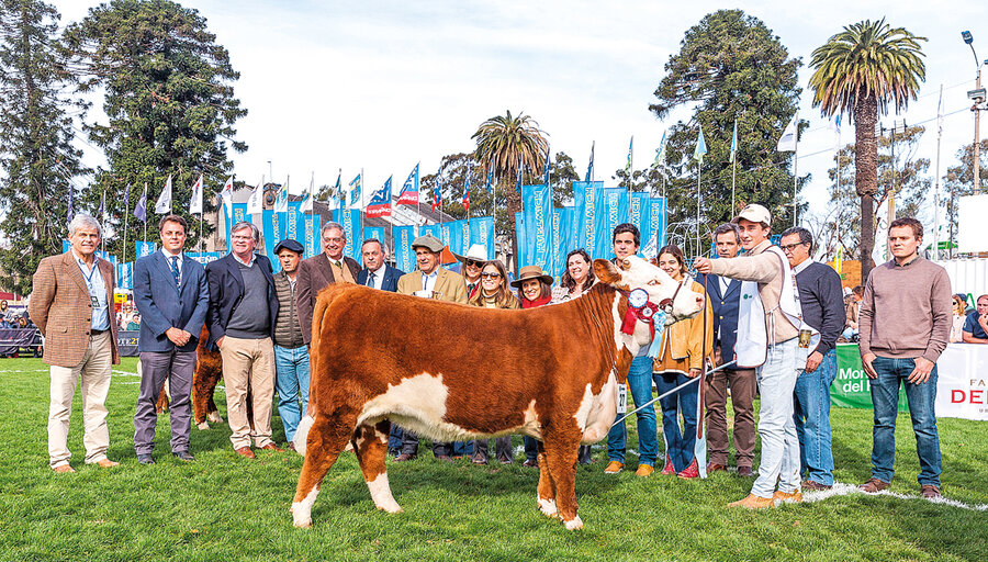 imagen de Con jurados internacionales, razas de ovinos, equinos y bovinos juraron en el Prado