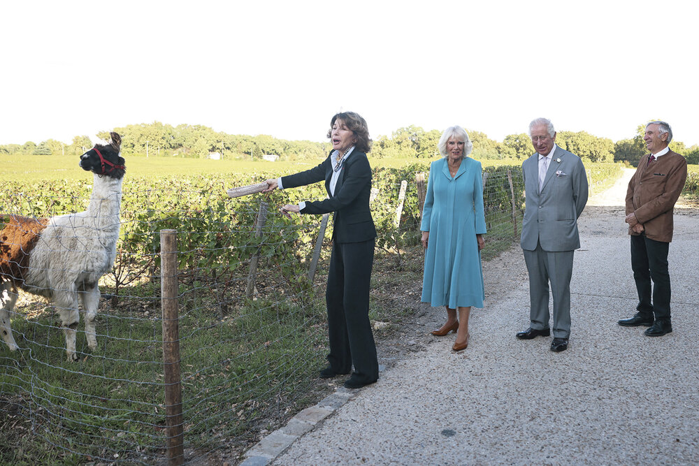 <em>Los reyes británicos recorrieron los viñedos cone l objetivo de aprender sobre prácticas sustentables. </em><em>Foto: Ian Vogler, AFP</em>