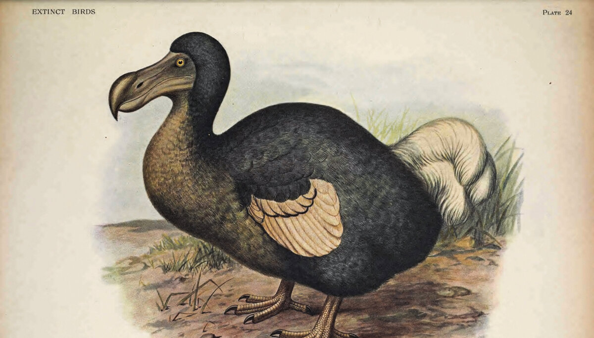 imagen de El regreso del dodo, extinguido por causa del hombre